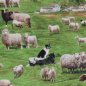 Preview: Bilderstoff, Schafe auf dem Land